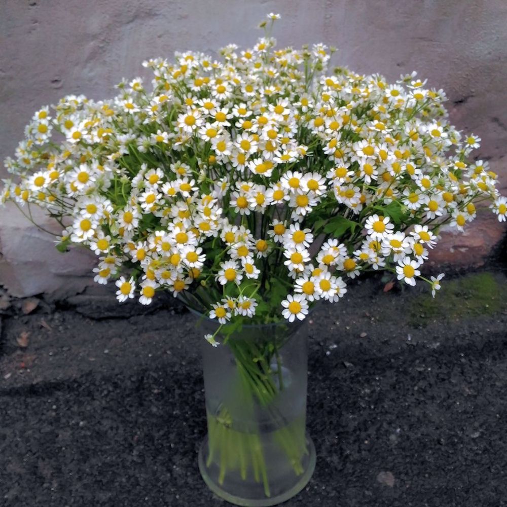 Букет из 25 матрикарий 