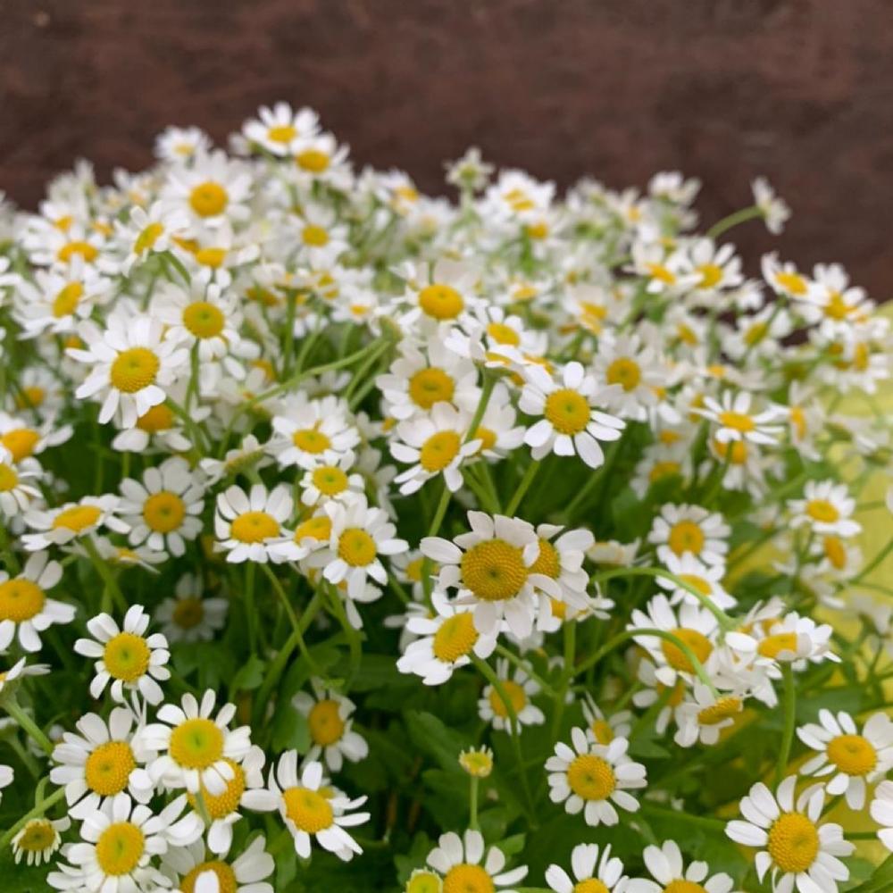 Букет из ромашек (матрикарий) «Дарси»