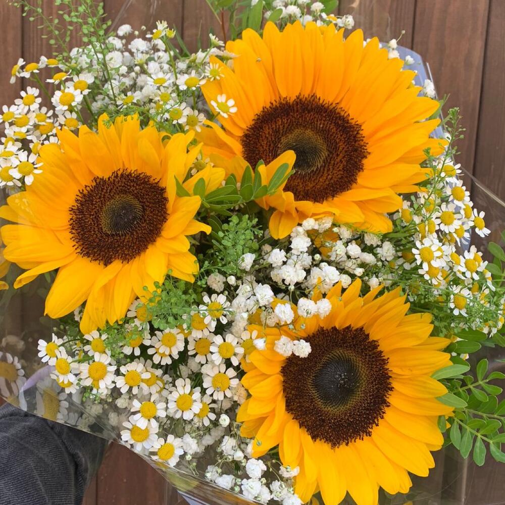 Букет подсолнухов с ромашками ( матрекарией), гипсофилой, тиласпией и зеленью