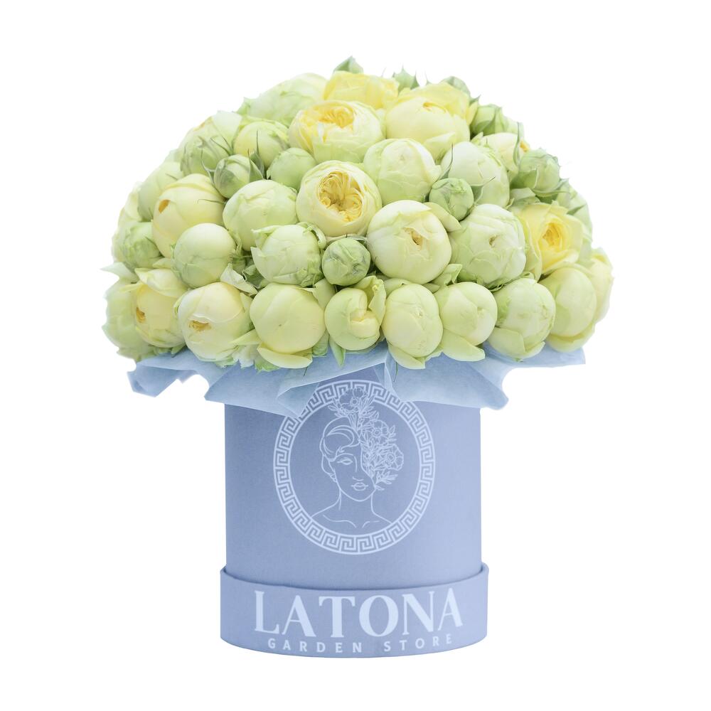 ПАНДОРА кустовые пионовидные розы