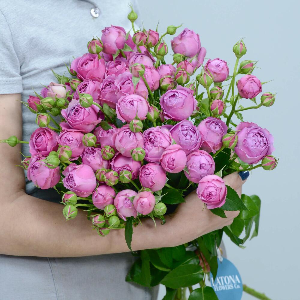 Кустовые пионовидные розы Misty Bubbles - Latona Flowers